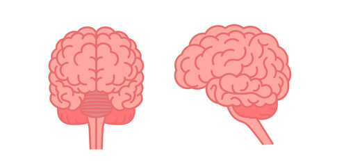 Human brain front and side view. Flat vector color illustration isolated on white background.