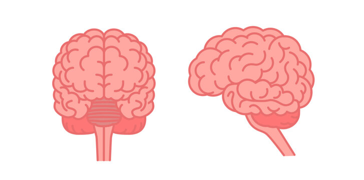 Human brain front and side view. Flat vector color illustration isolated on white background.