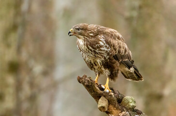 Large bird of prey, buzzard, perched on a branch in the forest
