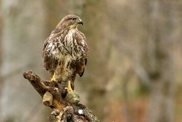 Large bird of prey, buzzard, perched on a branch in the forest