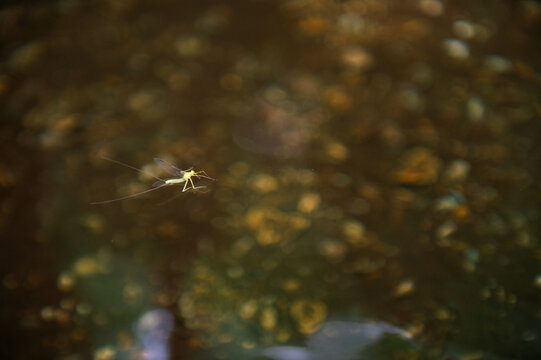 An aquatic mayfly emerging on the surface of the water of a creek in Pisgah National Forest, North Carolina