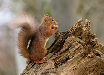 Cute little scottish red squirrel in the woodland searching for nuts