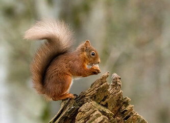 Cute little scottish red squirrel in the woodland searching for nuts