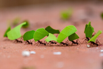 Leaf-cutter ants, Acromyrmex octospinosus, carrying leafs in an ant road
