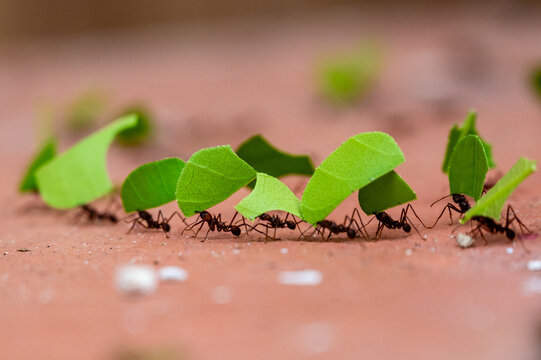 Leaf-cutter ants, Acromyrmex octospinosus, carrying leafs in an ant road