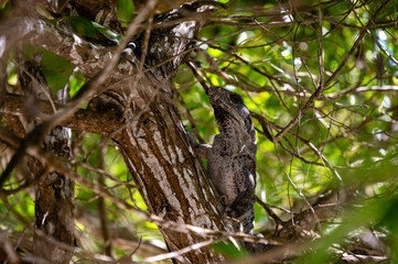 Black Iguana (Ctenosaura similis) on a tree, Holbox Mexico