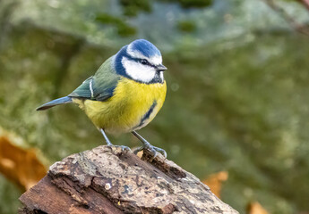 Obraz premium Very cute little blue tit bird perched on a tree branch in the forest