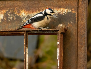Great spotted woodpecker bird in the forest