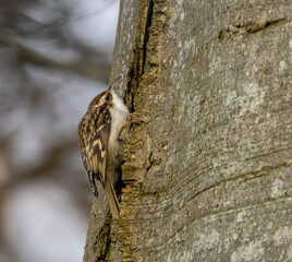 Tree creeper bird on the trunk of a tree