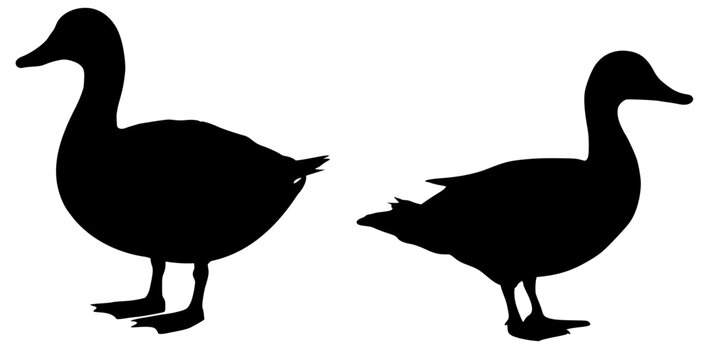 Ente 2