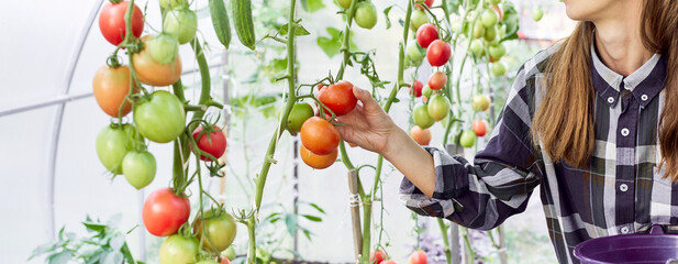 Fototapeta na wymiar Female horticulturist working in farm greenhouse, harvesting fresh red tomatoes. Vegetables in green foliage on bush. Worker gathering organic red tomatoes in hothouse.