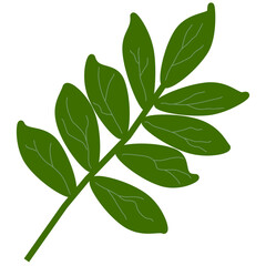 Green leaves isolated on white background