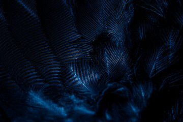  feather bird macro photo. texture or background