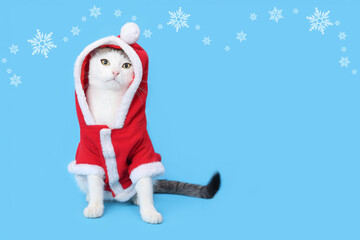 Cat in Santa costume. Christmas Cat card. Kitten on the blue background. Kitten Santa Claus. Merry Christmas. Happy New Year 2024. Place for text. Cat in a New Year's outfit. Greeting card. Snowflakes
