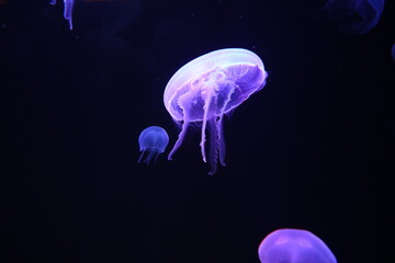 Naklejka na ściany i meble medusa flotando majestuosamente en el oceano