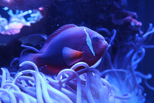 pez nadando entre anemonas