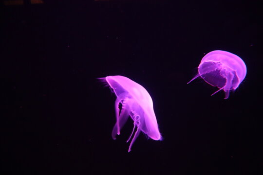 medusas luminiscentes nadando