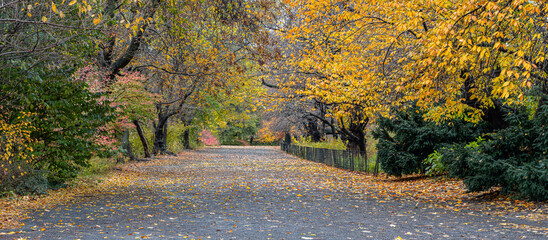 Autumn in Central Park