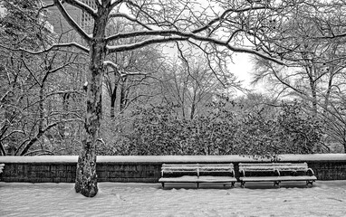 Central Park in winter ,snow storm
