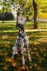 Dog, a young Dalmatian in autumn walks on a green lawn. Happy pet on a walk.