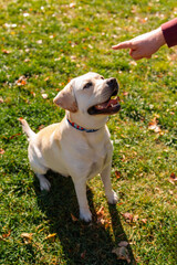 Dog, a young Labrador retriever in autumn walks on a green lawn. Happy pet on a walk.