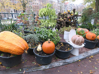 various pumpkins in plastic flowerpots and on a toilet