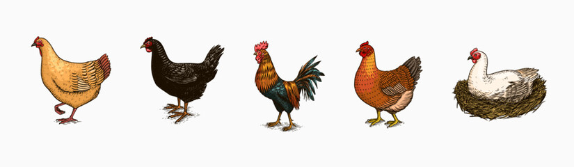 Domestic Chicken bird. Turkey guinea fowl goose duck quail. Hand drawn. Engraved Farm animal. Old monochrome sketch. Retro template. - obrazy, fototapety, plakaty