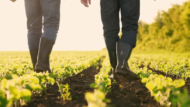 Agriculture. farmer rubber boots walks through agricultural field. soybean field. agro farm plantation modern grown cultivated plants. agriculture business. growing vegetable food products. boots eco.
