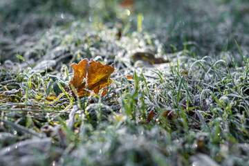 Frosty leaves on a winter morning, Stock photography concepts. Winter details taken in a meadow in northern Italy as the sun rose.