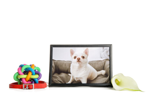 Frame with picture of dog, accessories and calla lily on white background. Pet funeral