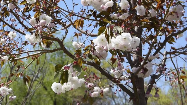 White blossom tree in spring