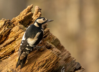 Great spotted woodpecker bird in the forest