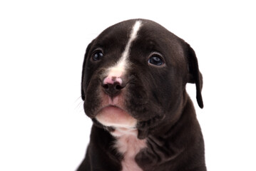 Cute little American Pit Bull Terrier puppy isolated on white background