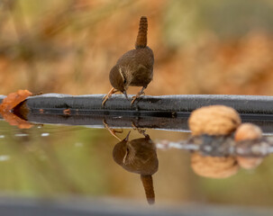 Tiny wren bird with natural water reflection