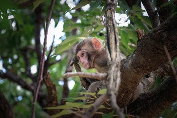 Baby Japanese macaque monkey sitting in a tree amongst the leaves and branches. Arashiyama Monkey...