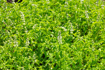 Lemon basil, Hoary basil, Hairy basil