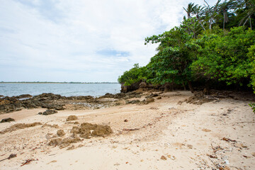 Árvore e vegetação na praia de uma ilha tropical no nordeste brasileiro