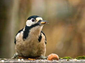 Great spotted woodpecker bird in the forest