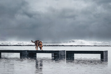 dog on the shore near the sea, ocean during a storm, hurricane, downpour. Natural disasters,...