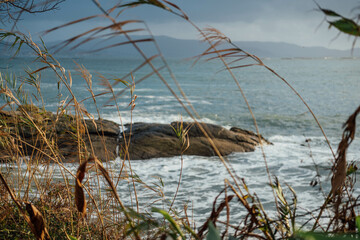 Grass and vegetation on the shore at sunset. Galicia, Spain