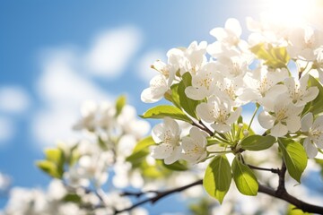 white cherry blossoms in full bloom against a clear blue sky, with sunlight filtering through the petals.