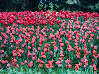 field of tulips