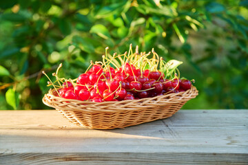 Red cherries in wicker plate outdoor, cherry tree in sunlight background
