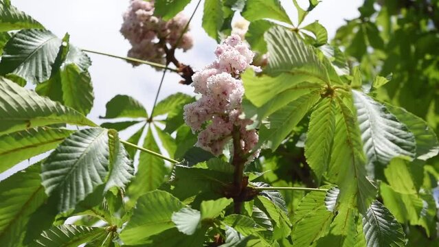 Pink flowering of tree branches
