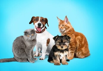 Obraz premium Small group of cute happy pets, smart cats and dogs