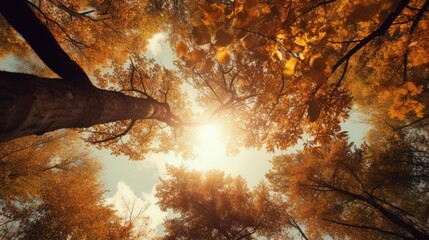  the sun shines through the branches of a tree in a forest with yellow and red leaves on the ground.