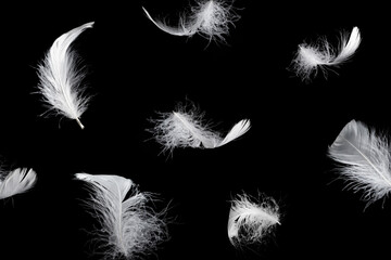 White feather isolated on a black background. - Powered by Adobe