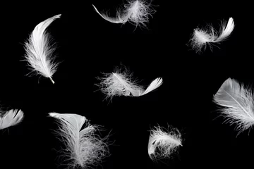 Fotobehang White feather isolated on a black background. © Nikolay