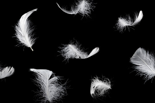 Fototapeta White feather isolated on a black background.