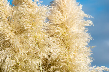 texture, Cortaderia Selloana or pampas grass